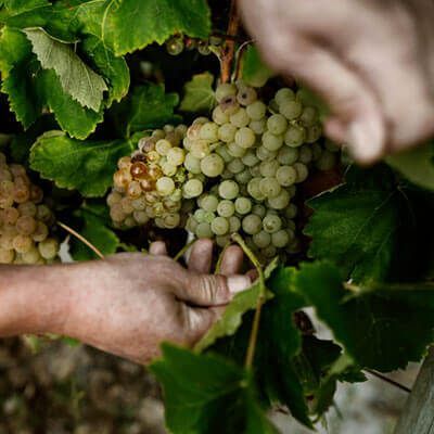 Uvas de Bodegas Pujanza