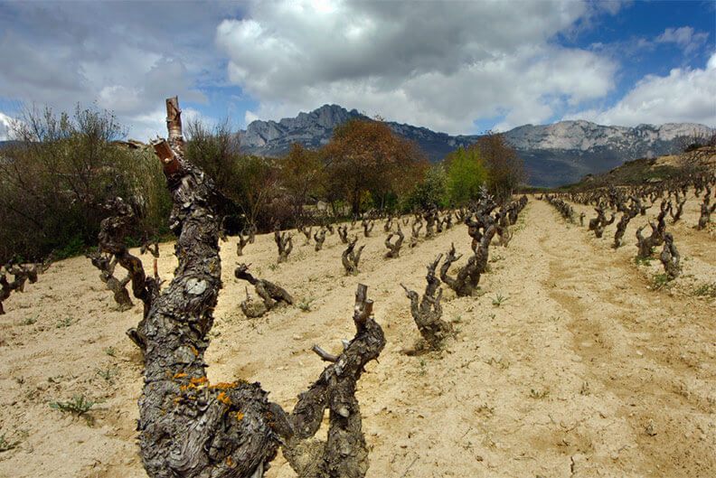 Viñedos de la Finca La Valcabada