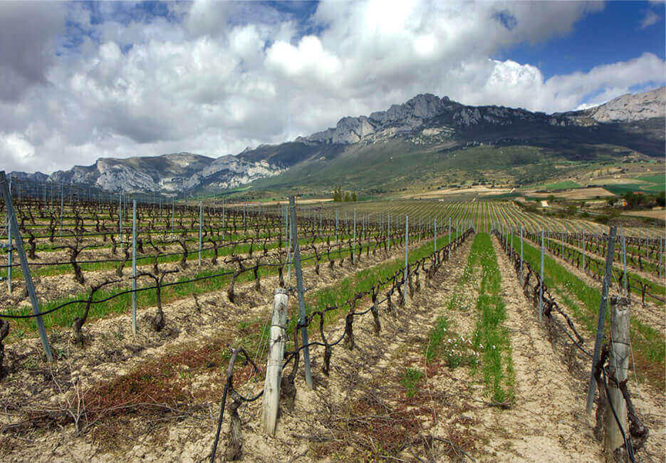 Viñedos de nuestra Finca Valpoleo