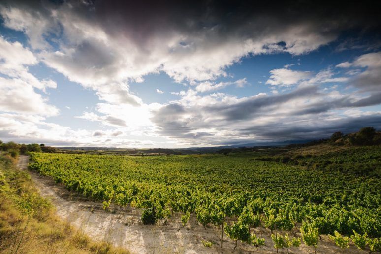 Viñedos San Juan de Anteportalatina