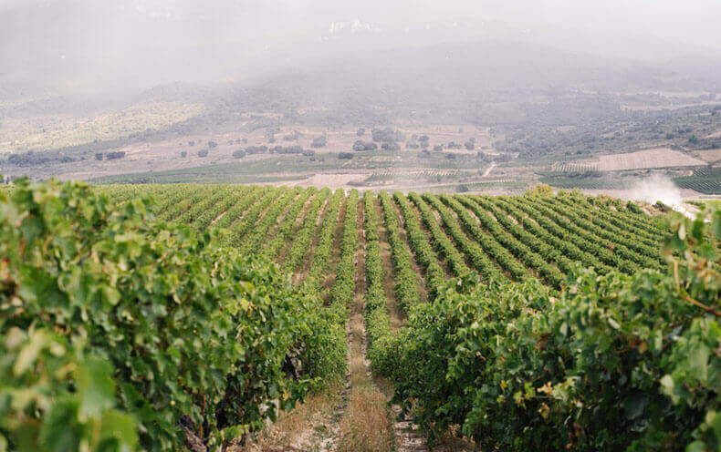 Viñedos Finca Valdepoleo