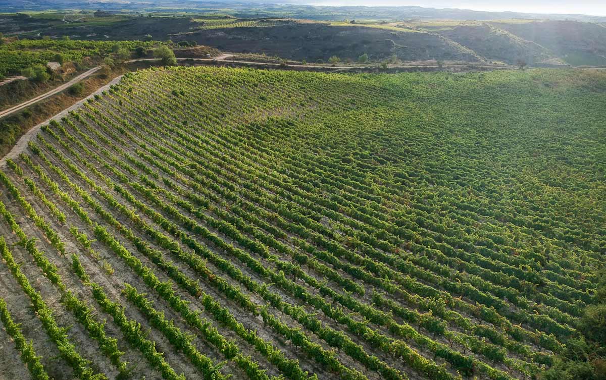 vinedos_sanjuananteportalatina_ok_bodegas_pujanza